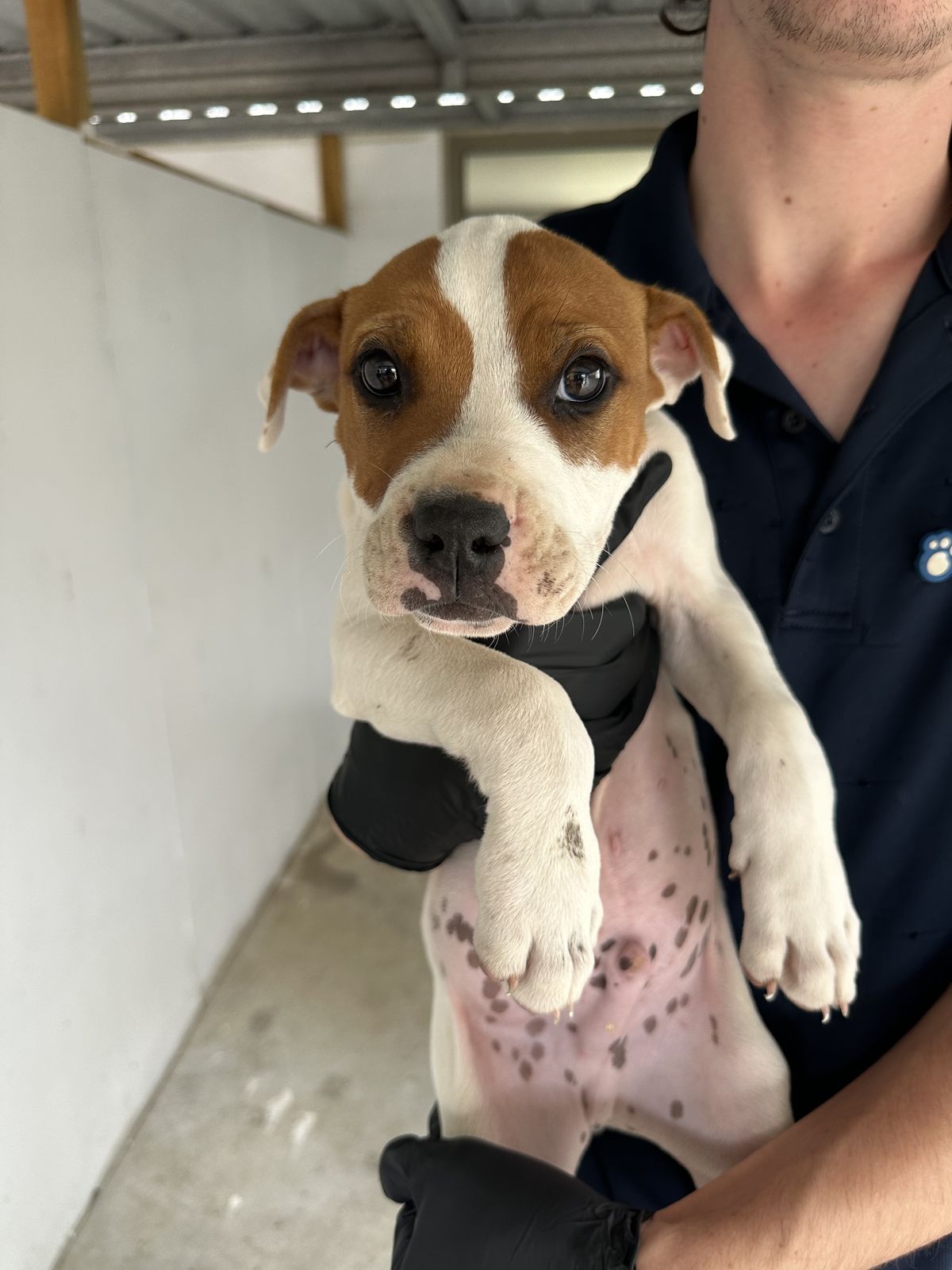 Gallery image: Barley