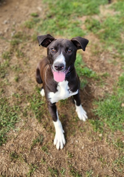 Topaz - Collie Smooth