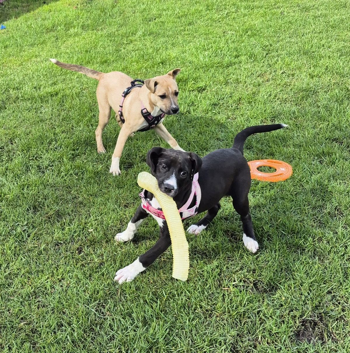 Gallery image: Topaz