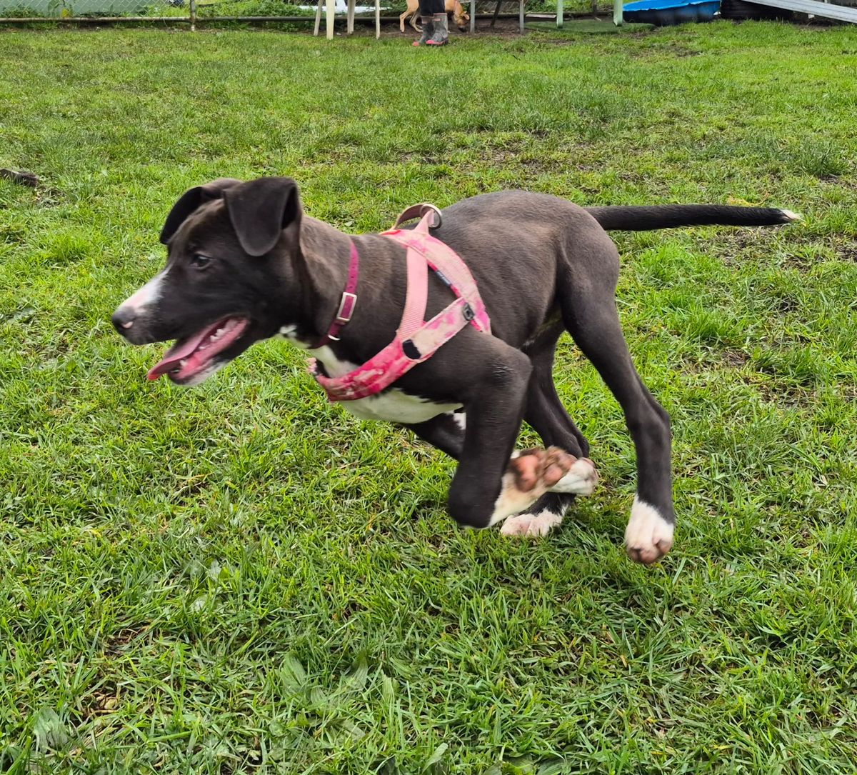 Gallery image: Topaz