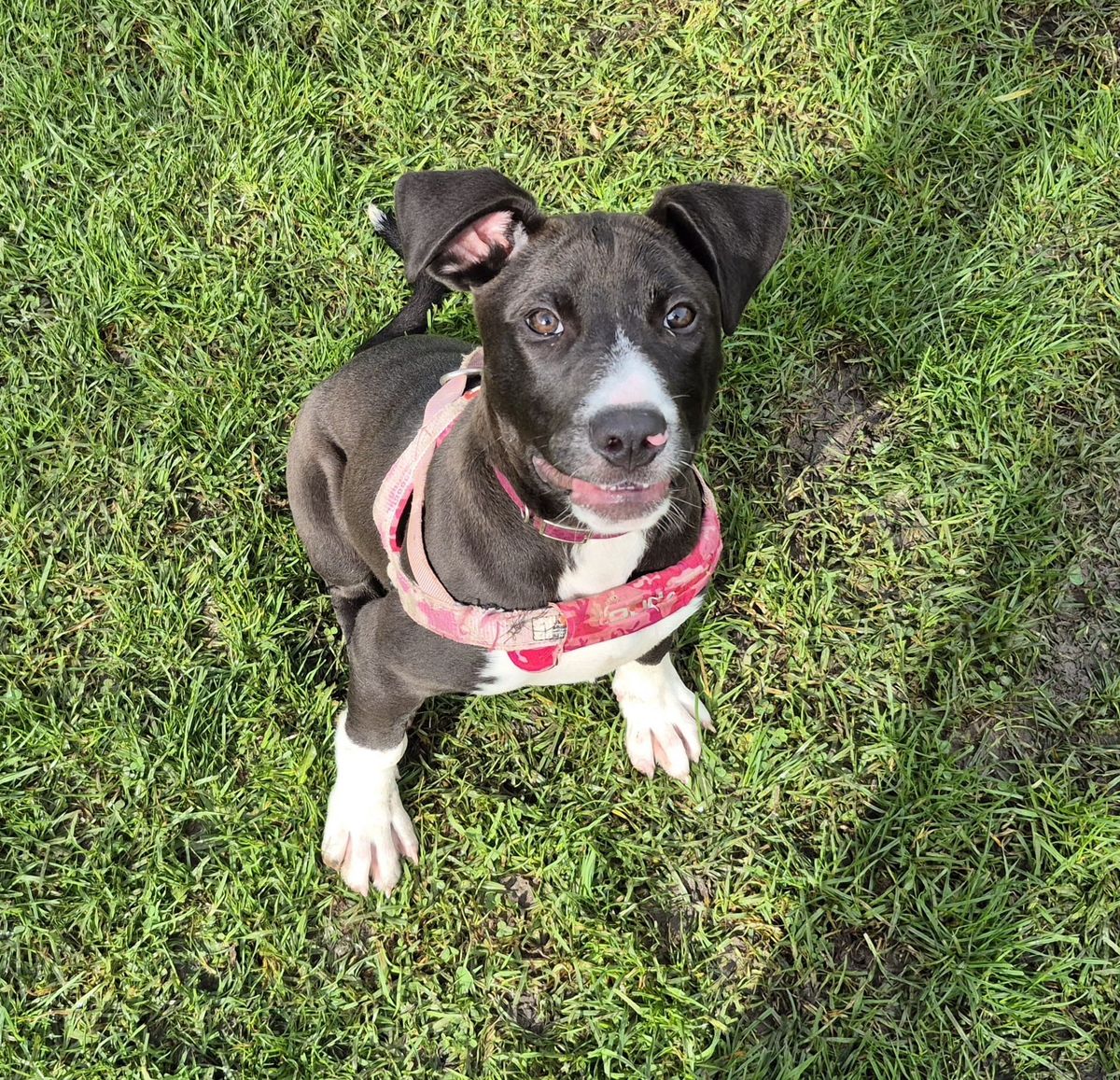 Gallery image: Topaz