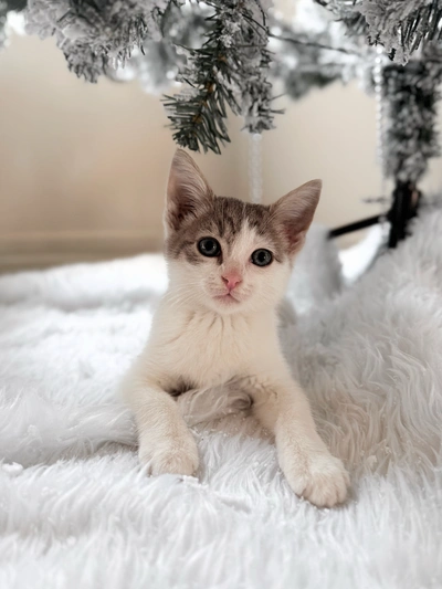 Nobu - Domestic Short Hair