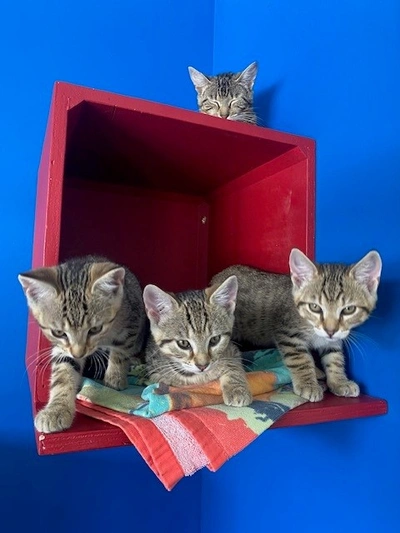 Scrunch - Domestic Short Hair