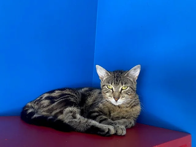 Gallery image: Scrunch