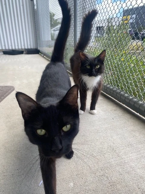 Gallery image: Allie