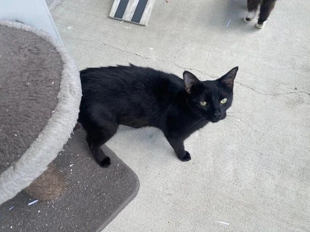 Gallery image: Allie