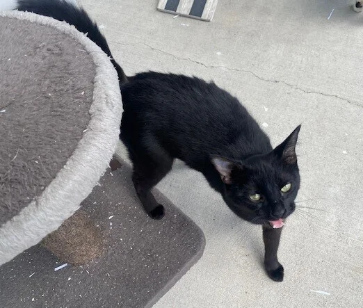 Gallery image: Allie