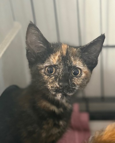 Diva - Domestic Short Hair