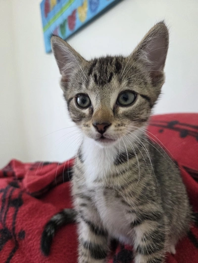 Joey - Domestic Short Hair