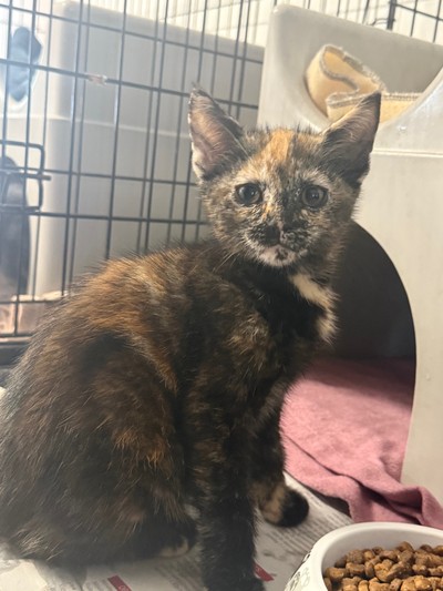 Dior - Domestic Short Hair