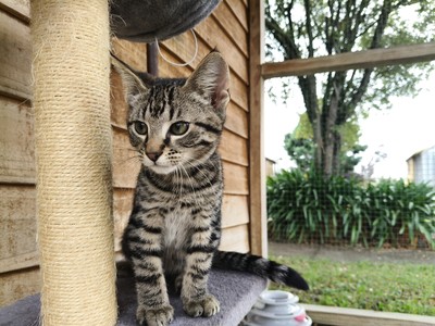 Milan - Domestic Short Hair