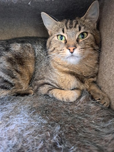 Taylor - Domestic Short Hair