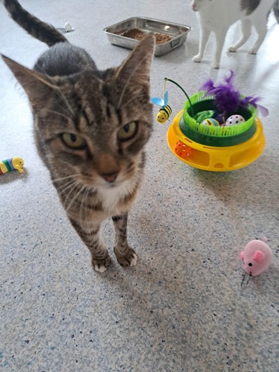 Jackson - Domestic Short Hair