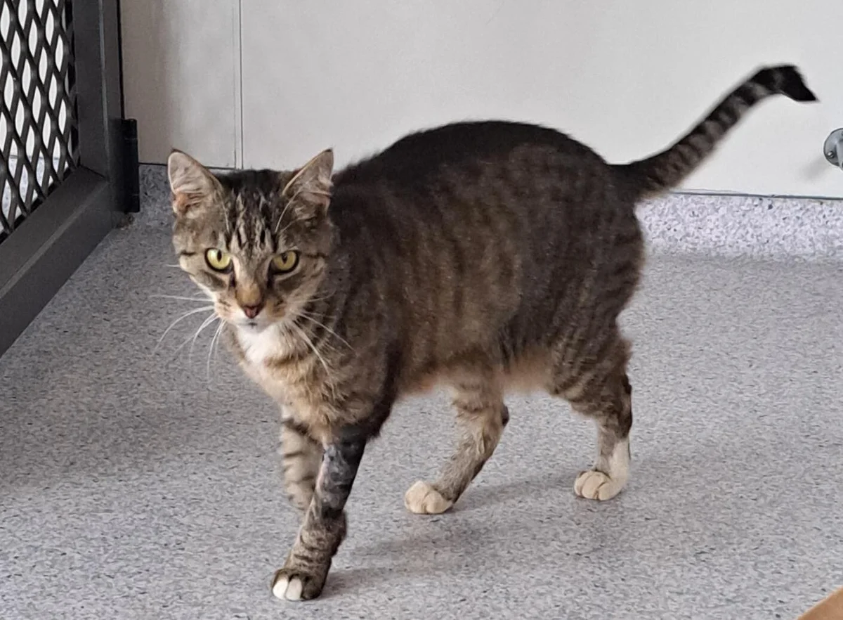 Gallery image: Jackson