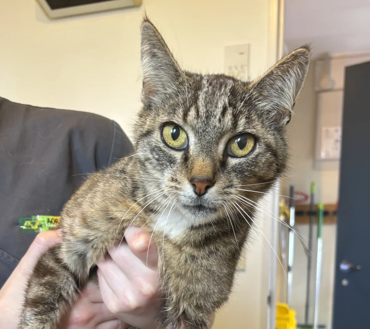 Gallery image: Jackson