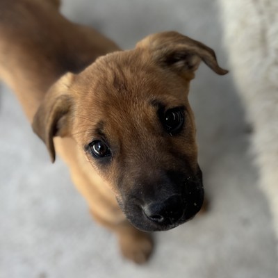 Jasper - Large Cross Breed