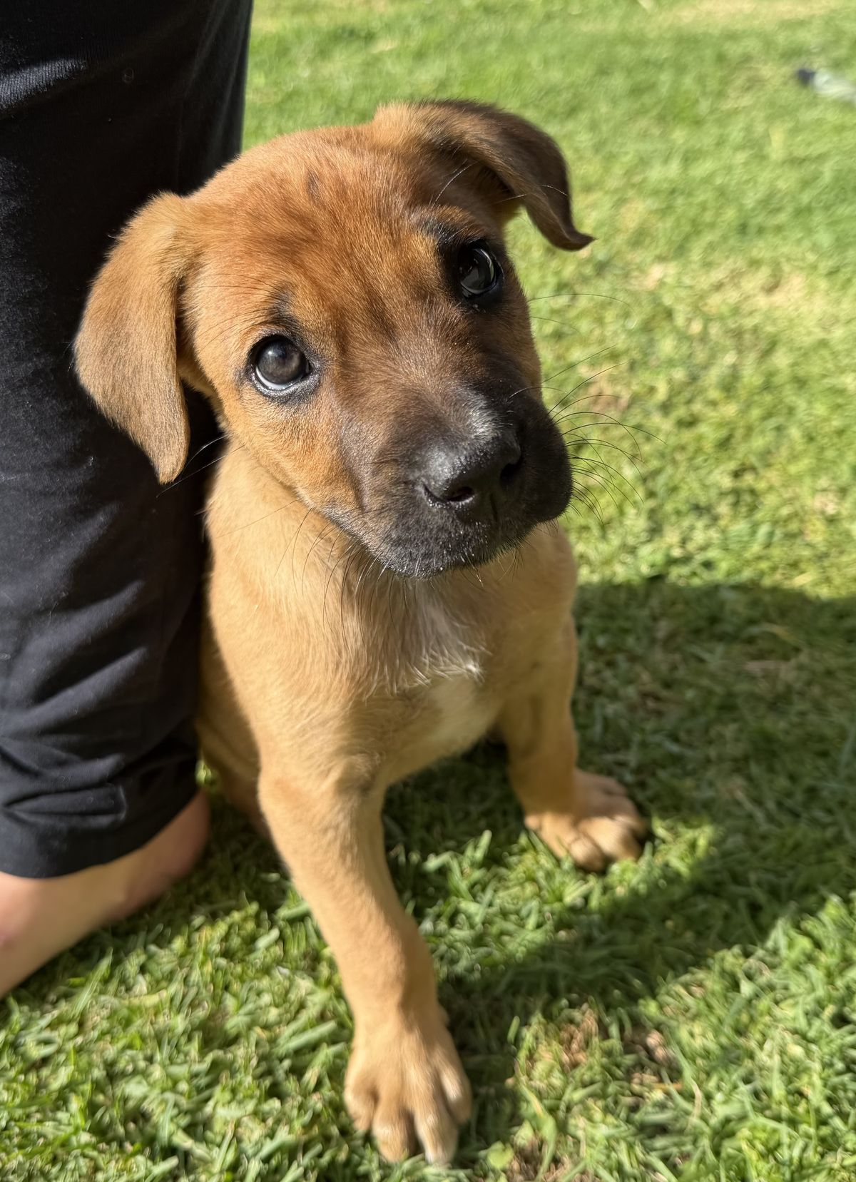 Gallery image: Jasper