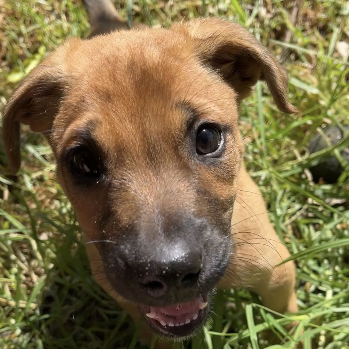 Gallery image: Jasper