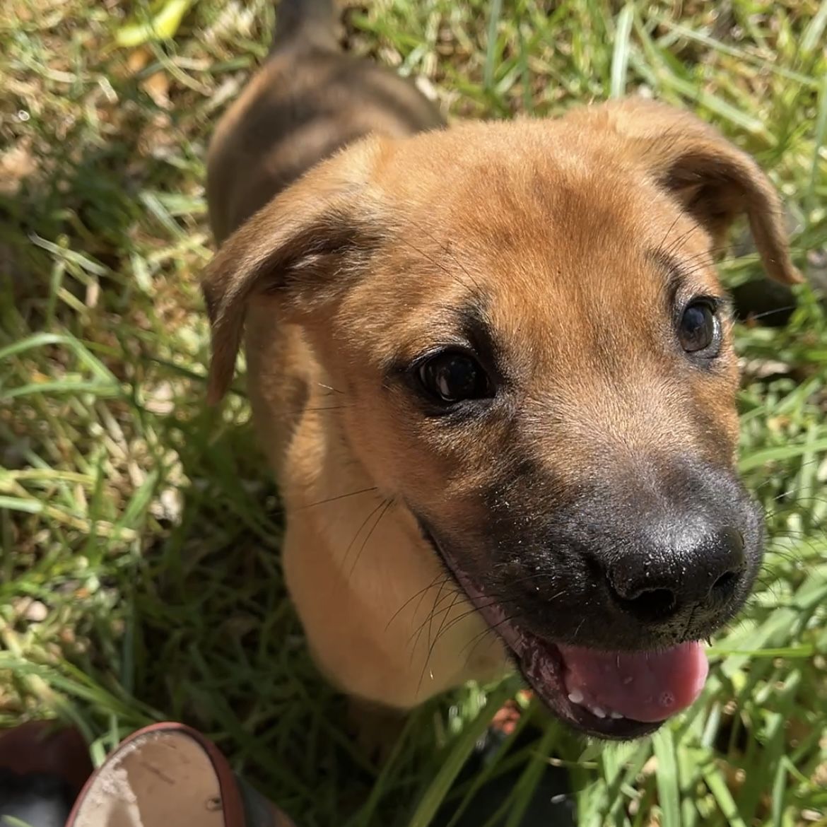 Gallery image: Jasper