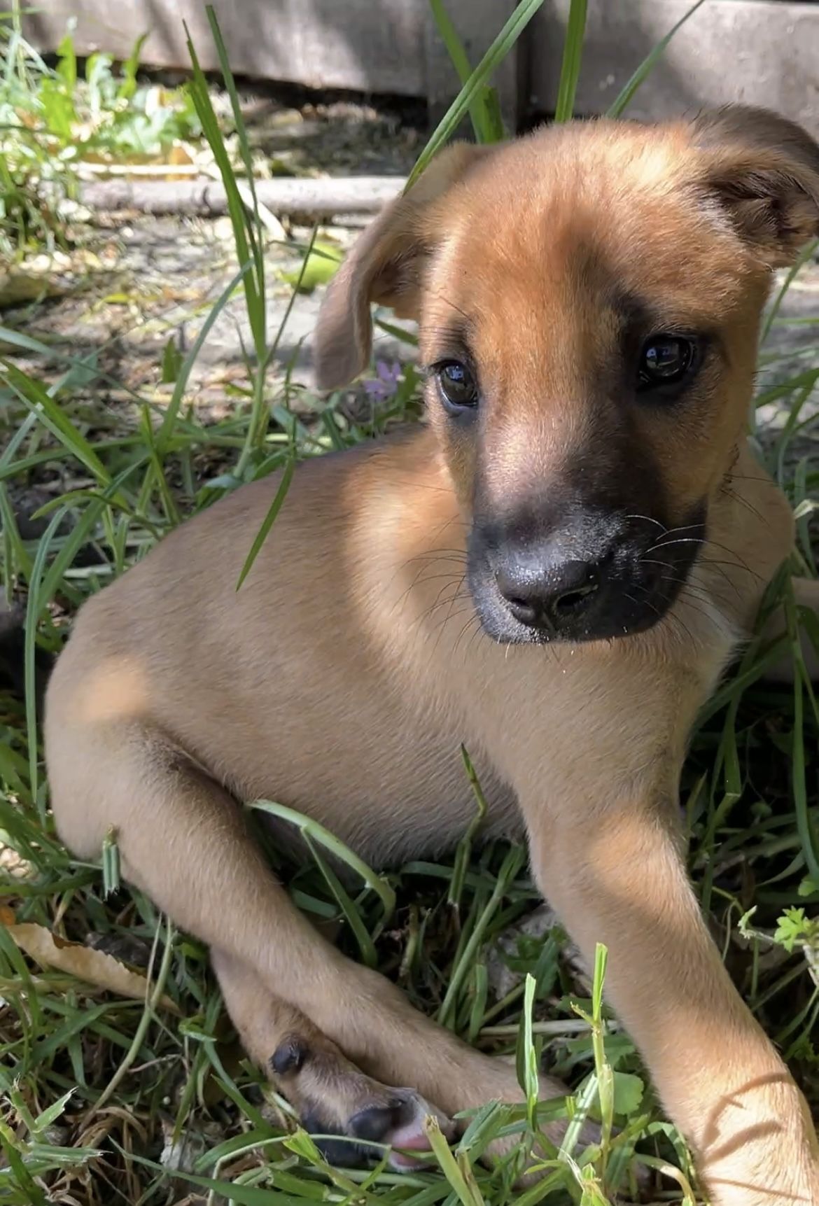 Gallery image: Jasper