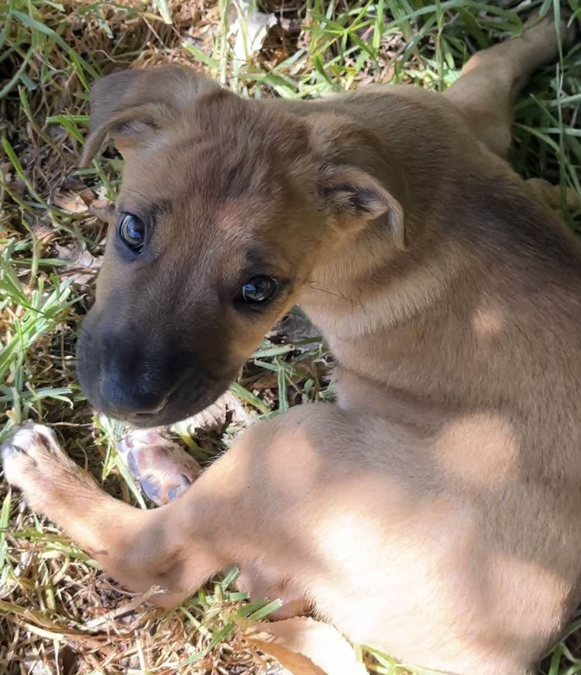 Gallery image: Jasper