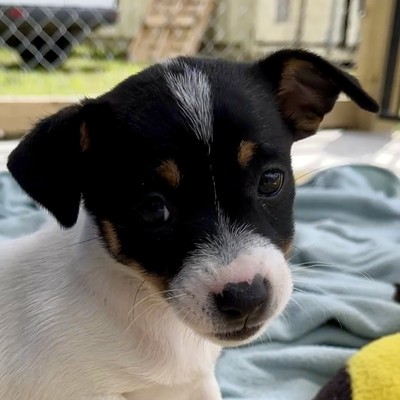 Cupid - Medium Cross Breed