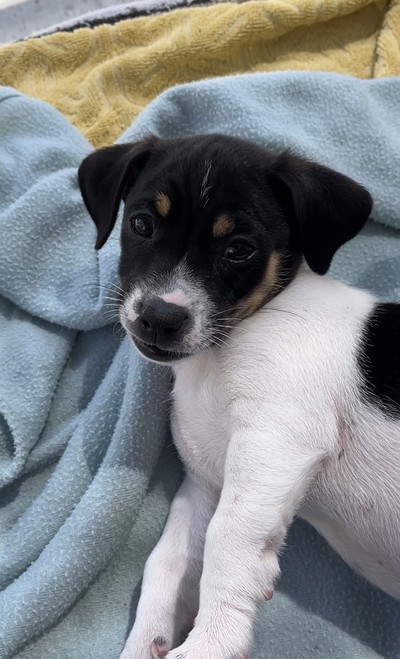 Blitzen - Medium Cross Breed