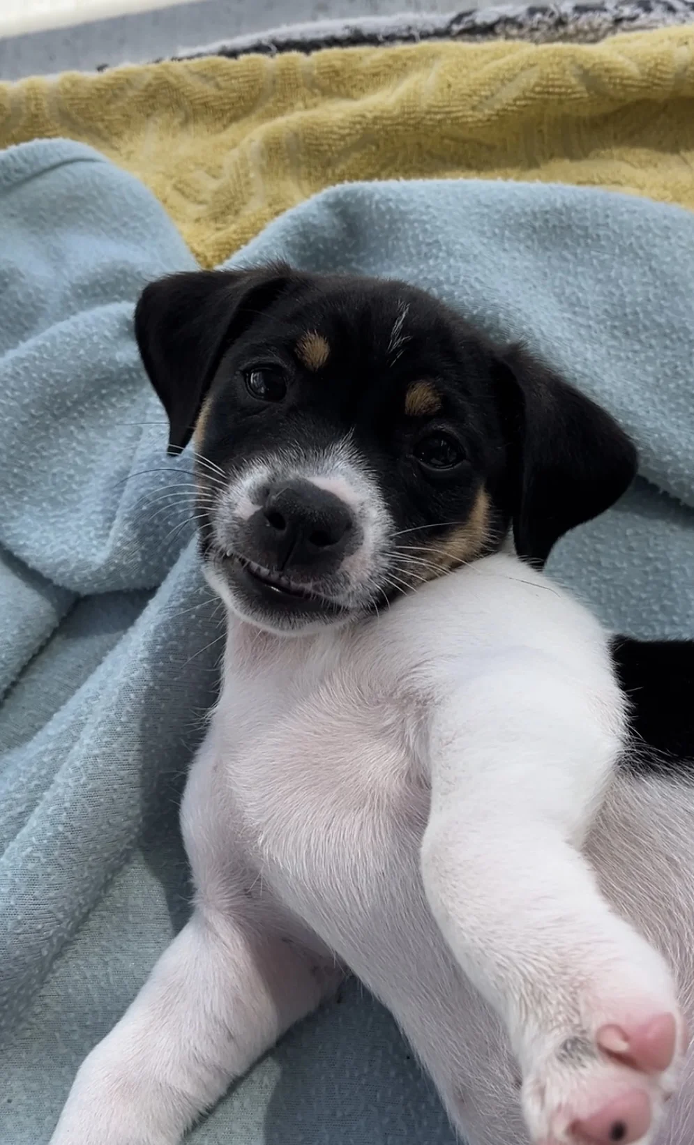 Gallery image: Blitzen