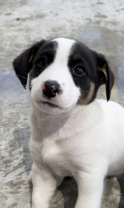 Comet - Medium Cross Breed