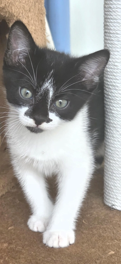 Hope - Domestic Short Hair