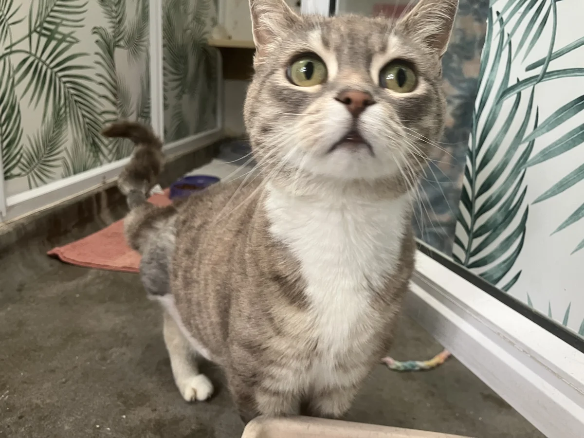 Gallery image: Prudence 