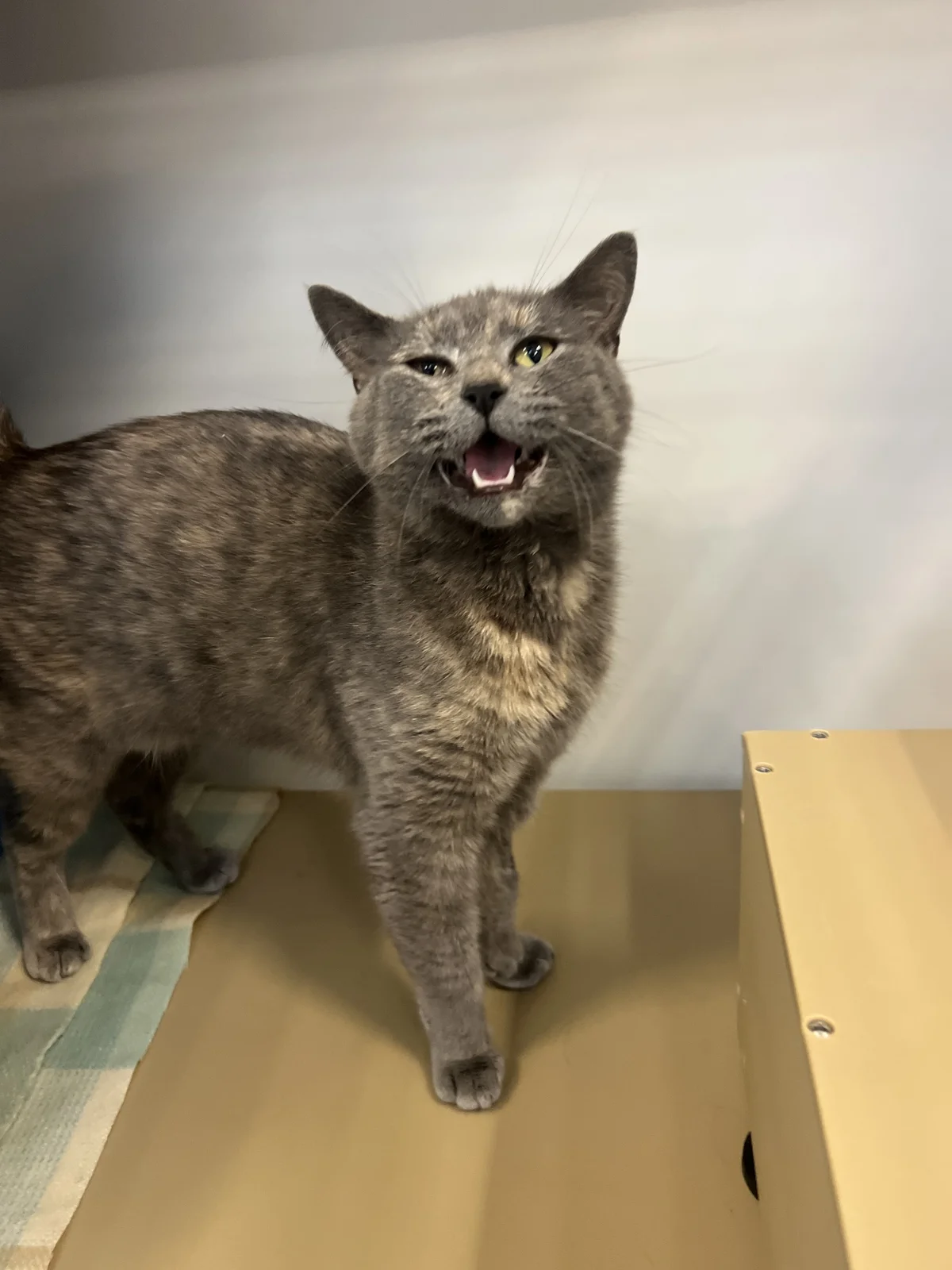 Gallery image: Tilly