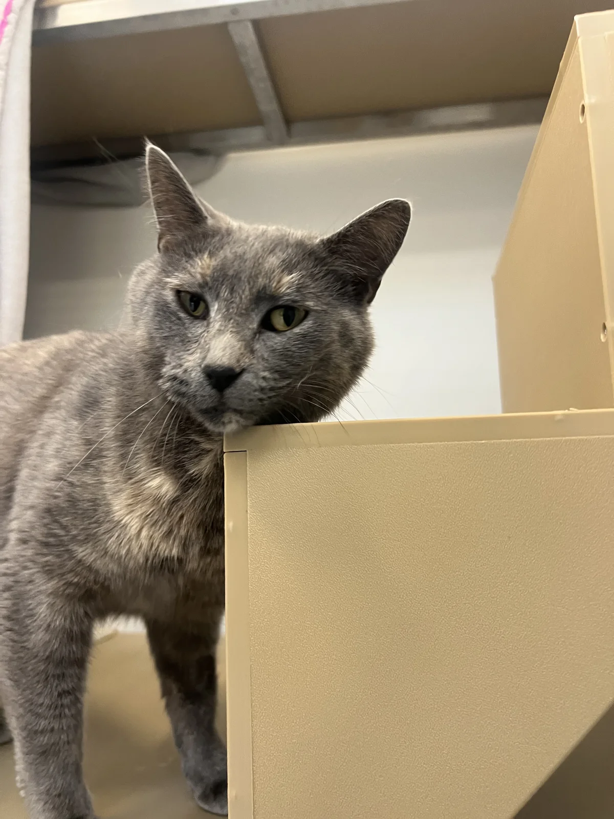 Gallery image: Tilly