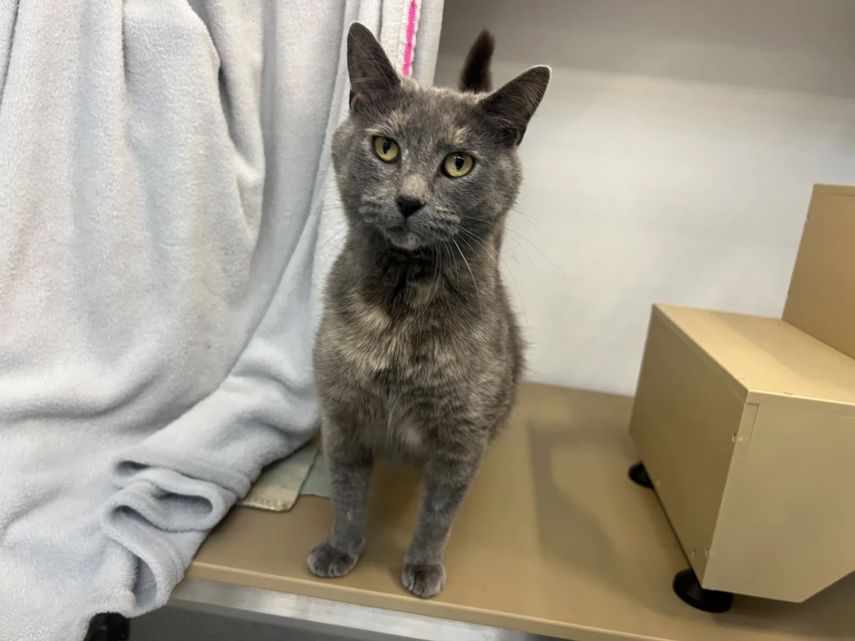 Gallery image: Tilly