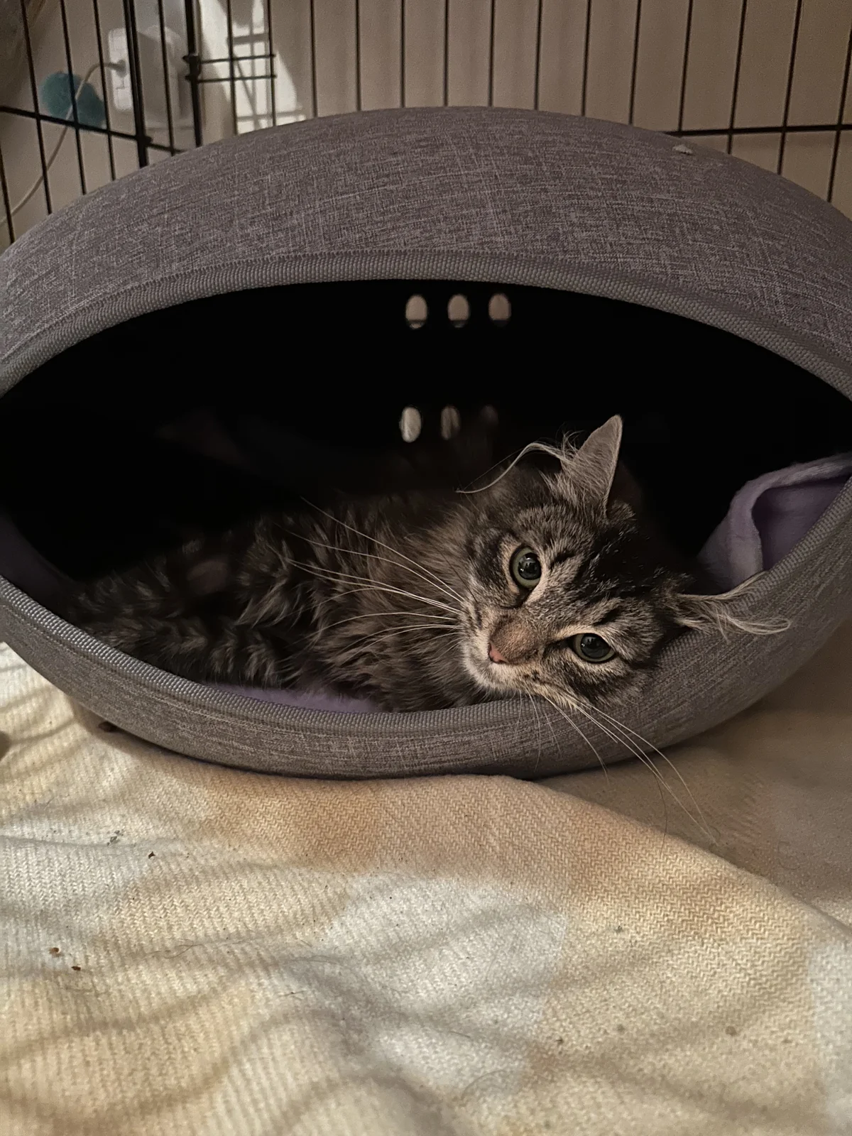 Gallery image: Peggy