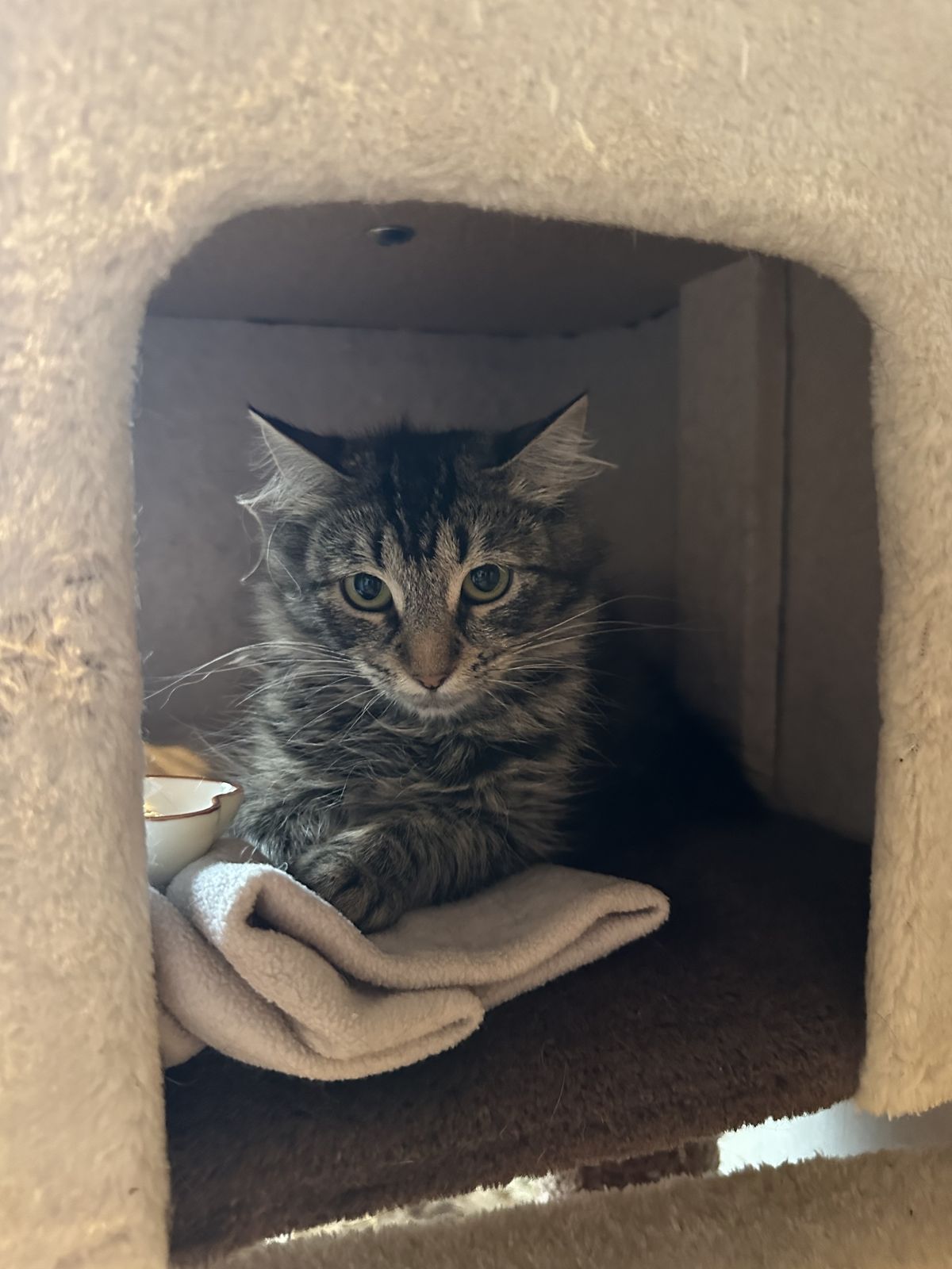 Gallery image: Peggy