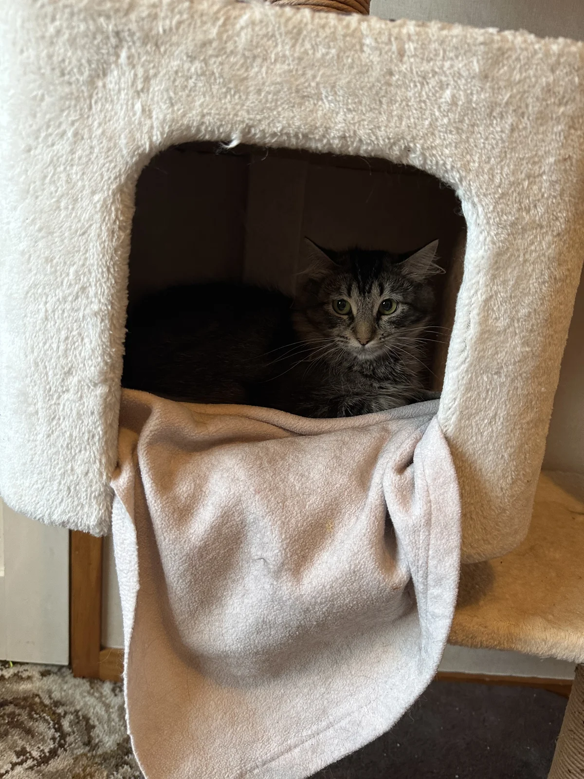 Gallery image: Peggy