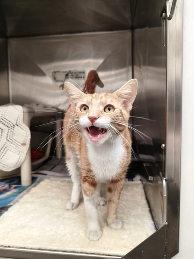 Barney - Domestic Short Hair