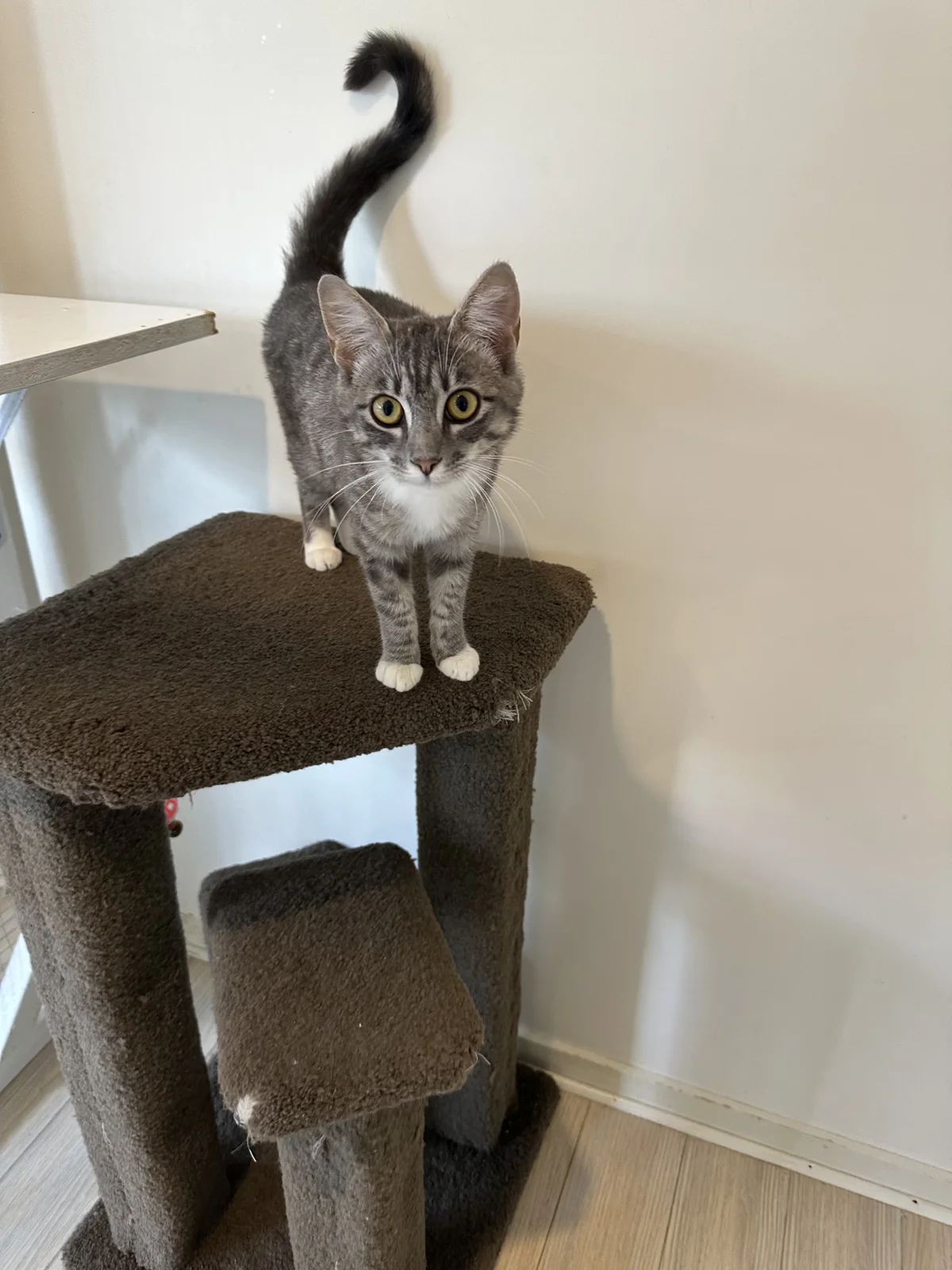 Gallery image: Tinsel