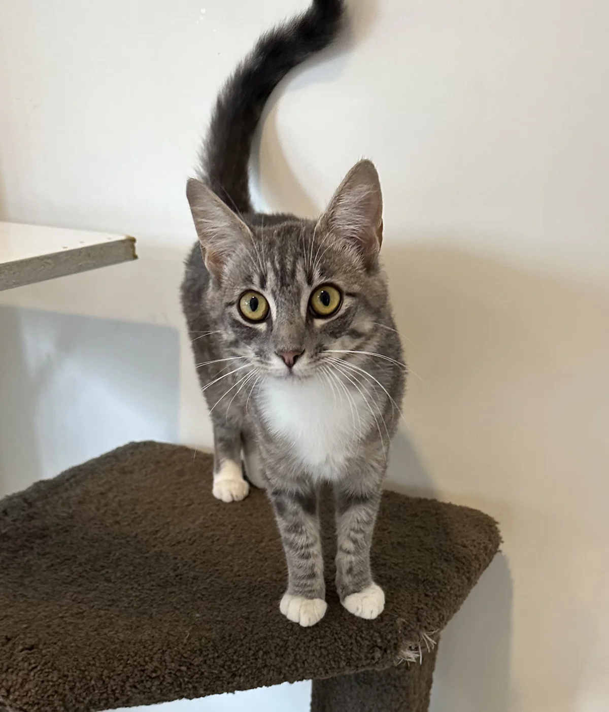 Gallery image: Tinsel