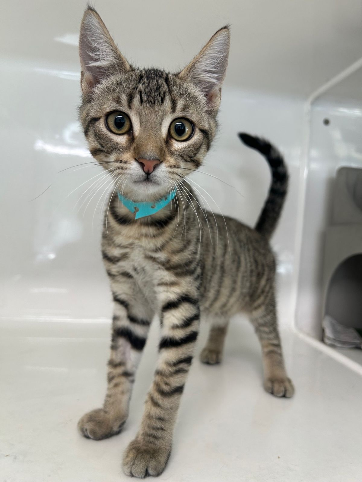 Gallery image: Pinot