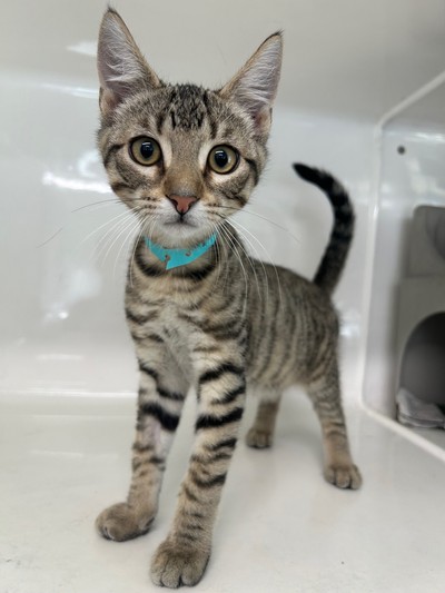 Pinot - Domestic Short Hair