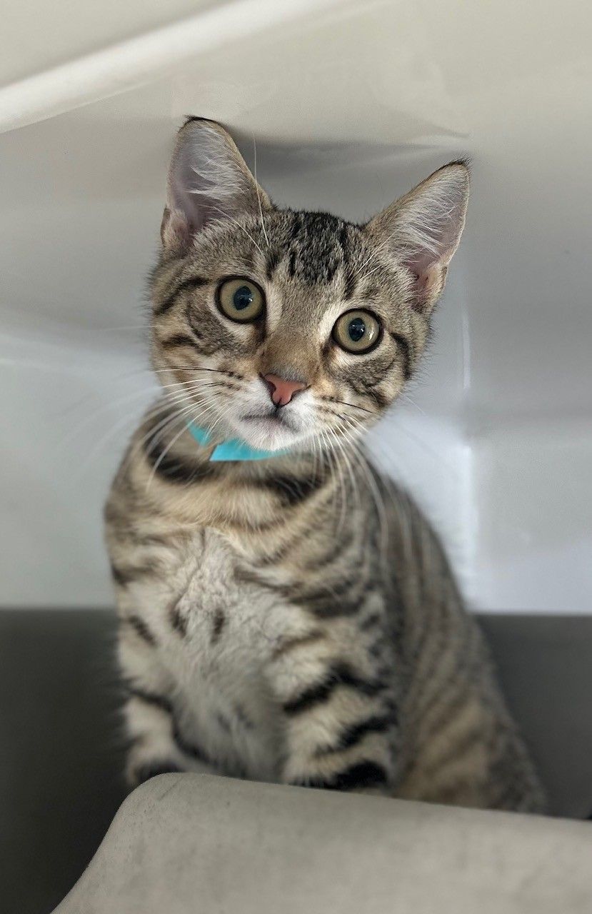 Gallery image: Pinot