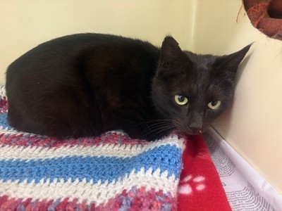 Pepsi - Domestic Short Hair