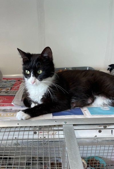 Miss - Domestic Short Hair