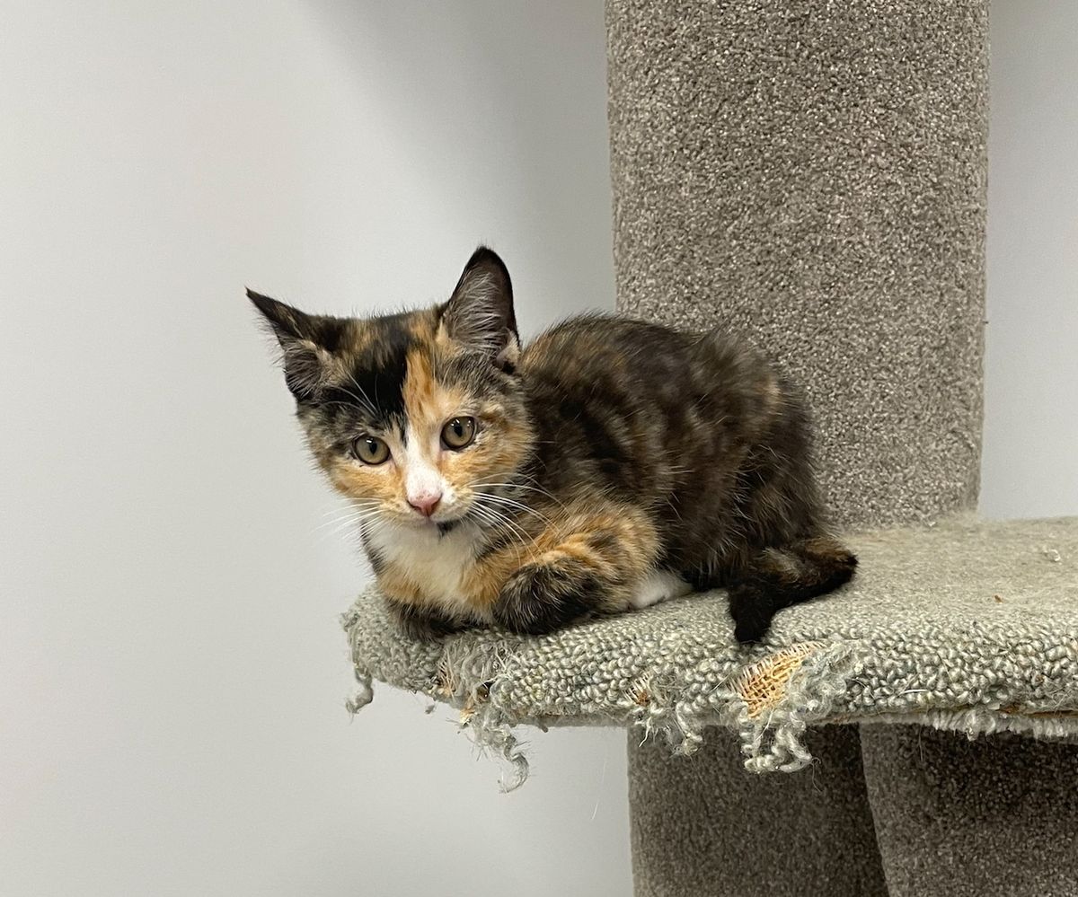 Gallery image: Moana