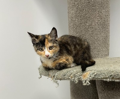 Moana - Domestic Short Hair