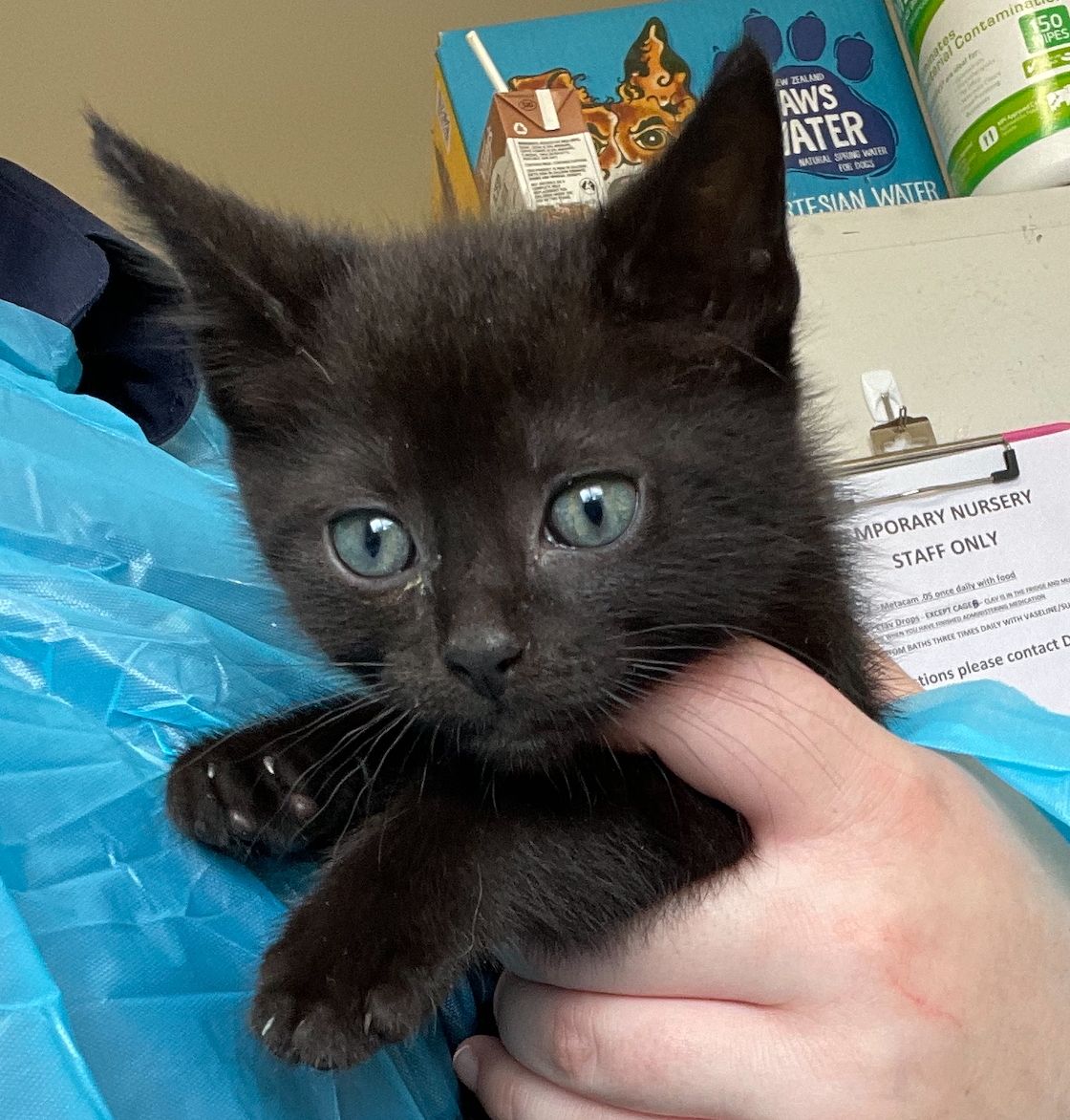 Gallery image: Tim Tam