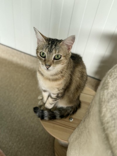 Luna - Domestic Short Hair