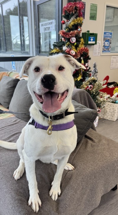 Juice - American Bulldog